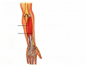 BSC2093 Muscles - Forearm