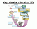 Organizational Levels of Life Quiz