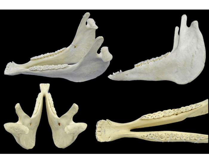 Anatomia da Mandíbula Quiz