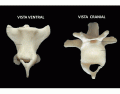 Quiz Anatomia Animal - Vértebras Coccígeas (cão)