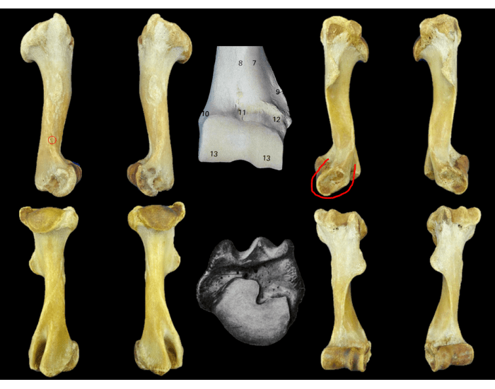 Anatomia do úmero Quiz