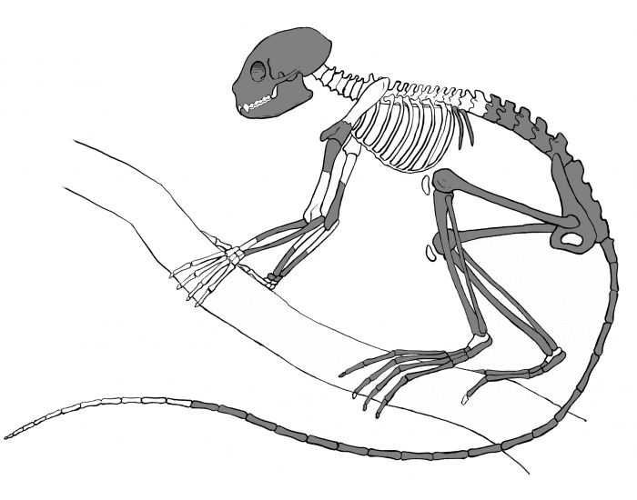 Monkey Backbone Bones of the Monkey Quiz