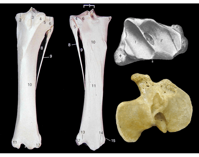 Quiz Anatomia Animal - Tíbia e Fíbula Quiz