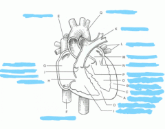 Internal Canine Heart