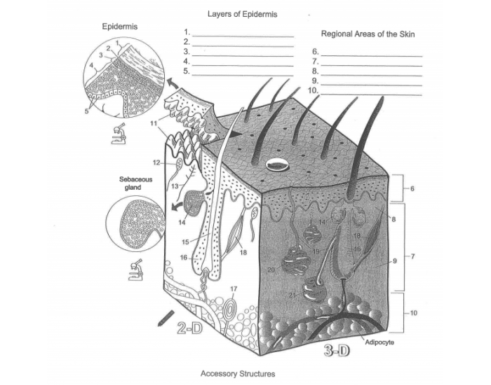 Skin Diagram Quiz