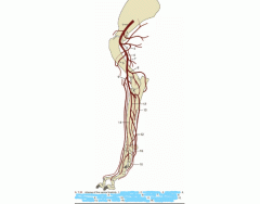 Arteries of the Canine Forelimb