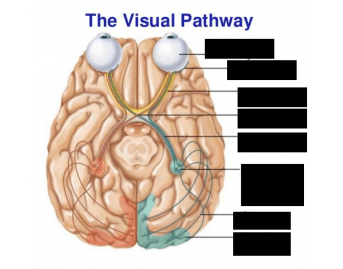 Visual Pathway Quiz