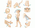 Classification of Joint Movements