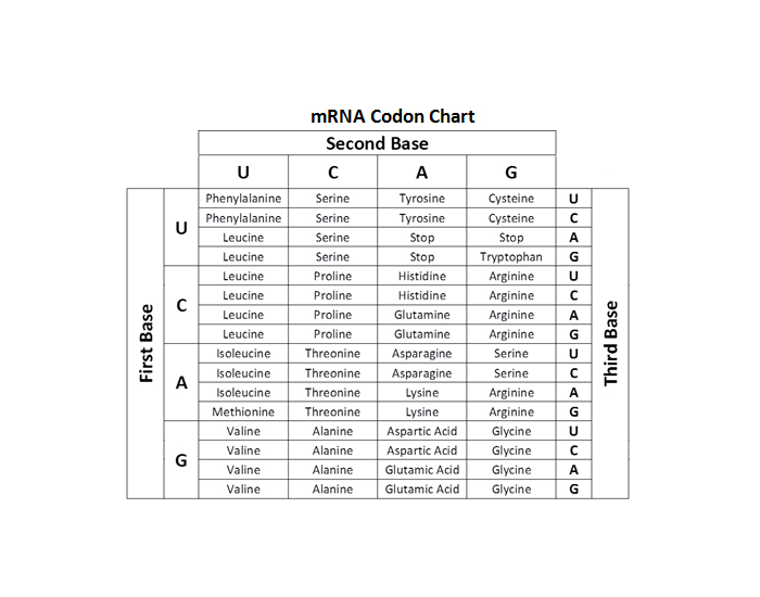 Codon Chart – Free Printable Paper, 47% OFF
