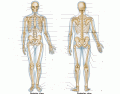 Anterior and Posterior Human Skeleton