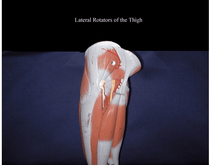 Lateral Rotators of the Thigh Quiz