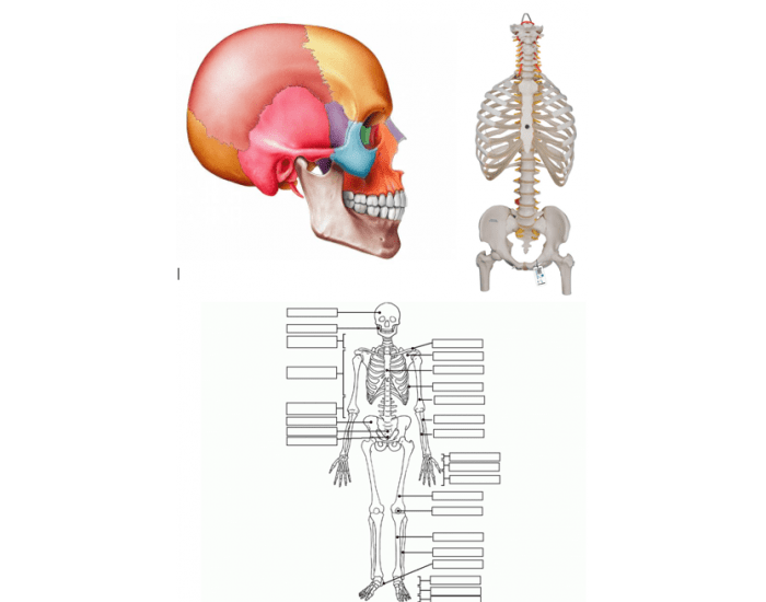 Purpose Games Skeletal System Review