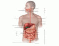 Structures of the Digestive System