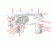 Skeleton of a pig 