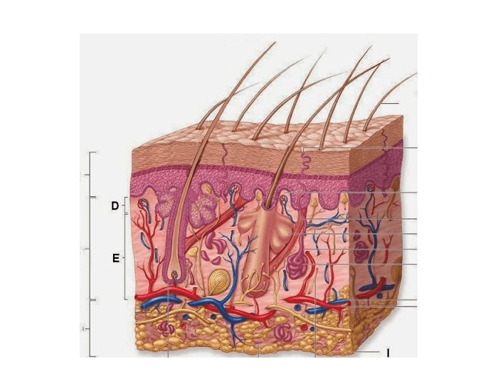 Skin Label Test Skin Label Quiz
