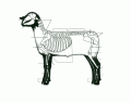 Skeleton of a Sheep
