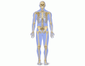 AQA GSCE PE Skeleton