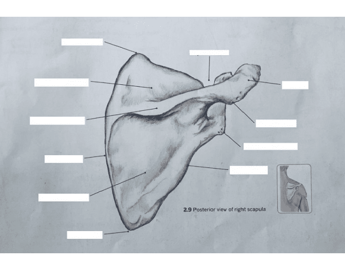 Scapula Labeling Posterior Quiz scapula-labeling-posterior-quiz
