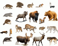 Mammals of Yellowstone National Park Quiz