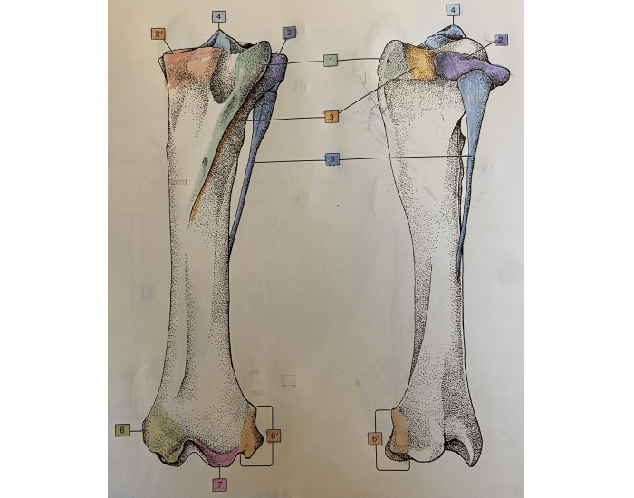 equine left tibia and fibula Quiz