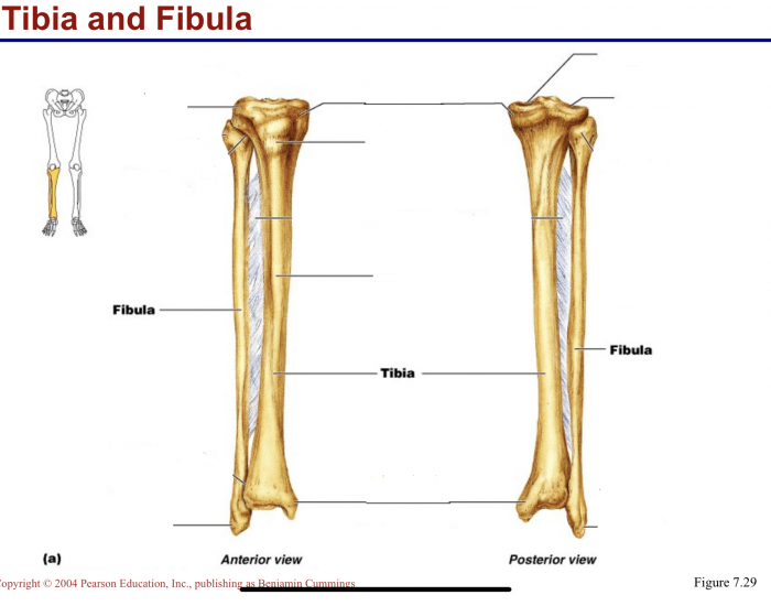 Tibia and Fibula Quiz