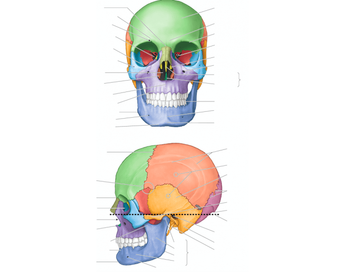 Cranium Label Printable Worksheet