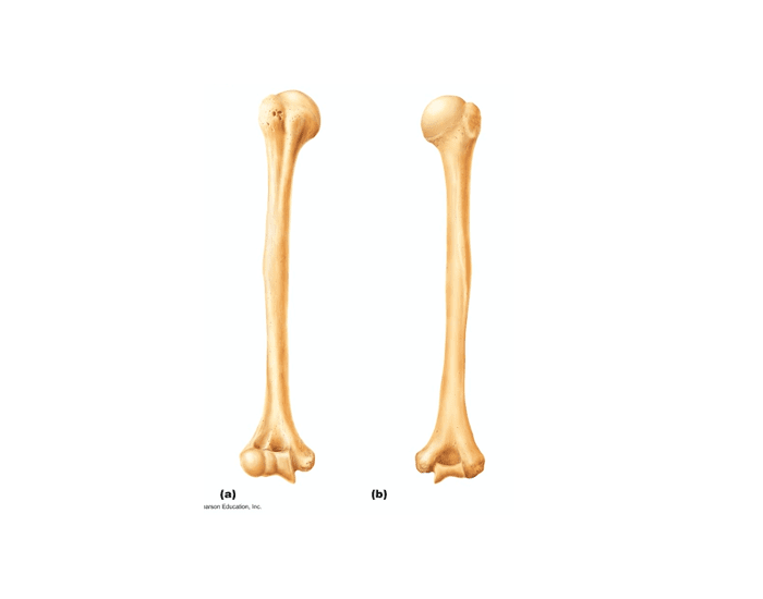 Appendicular Skeleton pt 3 Quiz Biology Diagrams