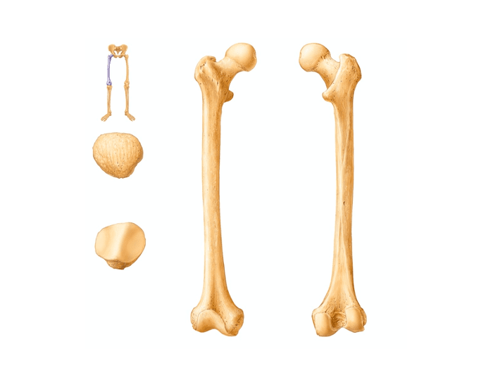 Appendicular Skeleton pt. 7 Quiz Biology Diagrams