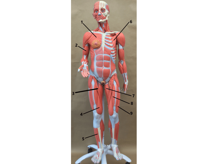 Muscles 10 Quiz