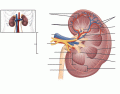 Structures of the Kidney