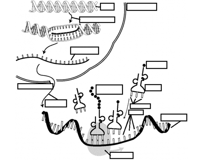 Protein Synthesis Structures 1 Quiz