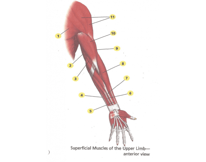 Upper Limb Muscle Anatomy Printable Worksheet