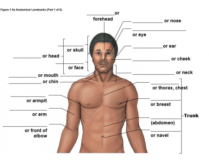 Upper body anatomical landmarks Quiz