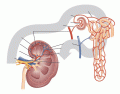Pathway of Blood through the Kidney