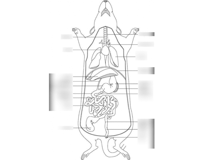 Rat General Organs Quiz