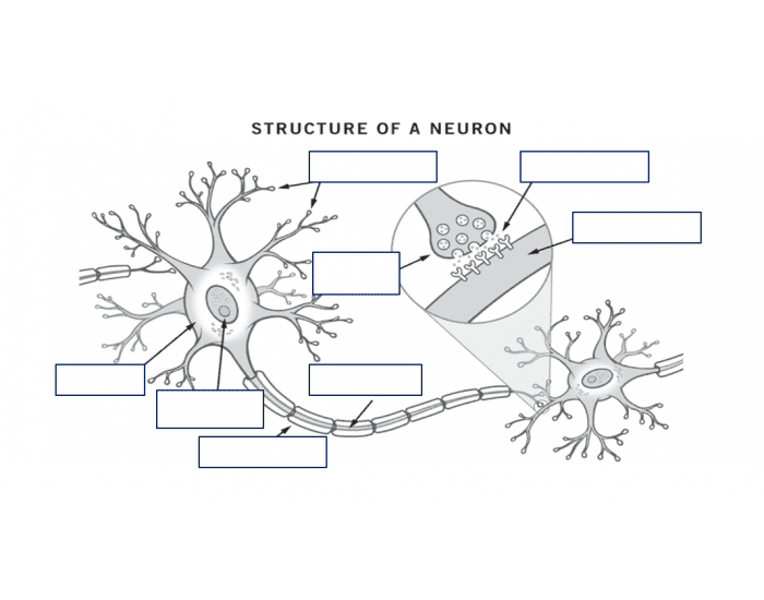 3.03 Parts of the Neuron (Game 2) Quiz