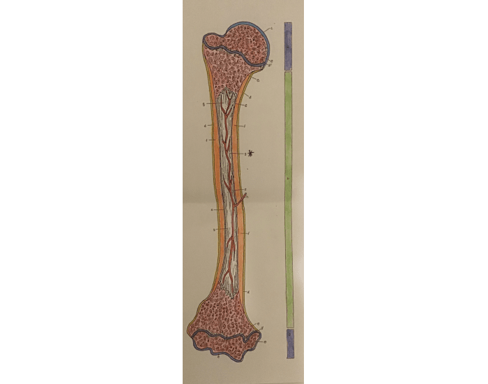 Anatomy of a Bone Quiz