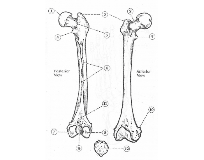 Anatomy: Unit 5-Femur & Patella (Right Femur) — Printable Worksheet