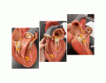 Internal Anatomy of Heart