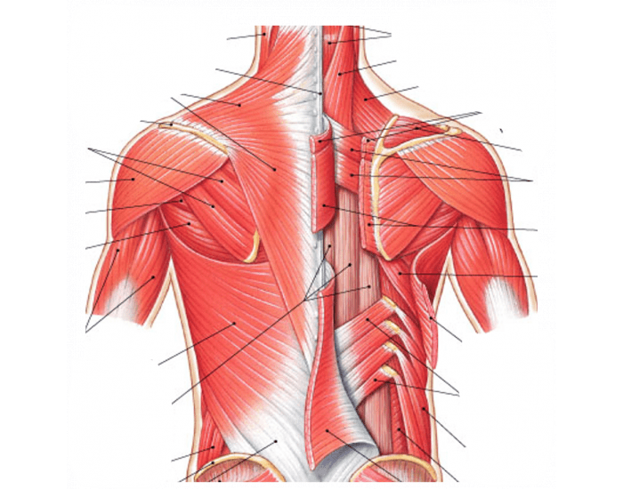 GCS 20 Axial Muscles Back Quiz