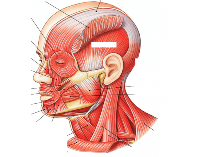 GCS 20 Axial Muscles Side of Head Quiz