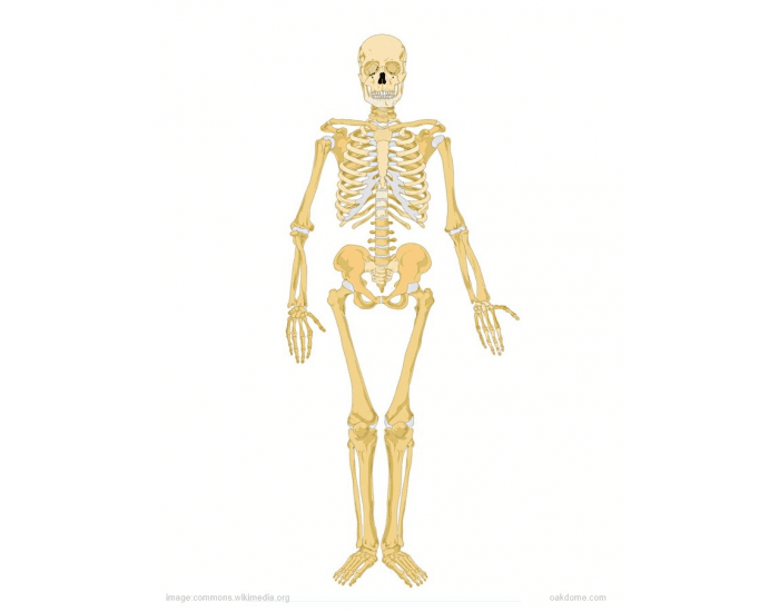 Label Skeletal System Quiz