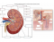 Blood flow in the Kidney