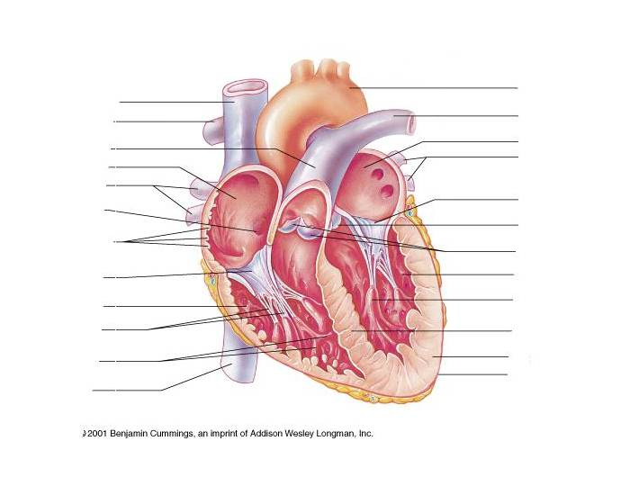 structures of the heart quiz