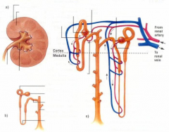 The Nephron of the Kidney