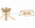 Gross Anatomy of the Spinal Cord