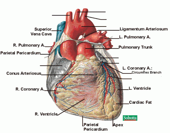 Surface Anatomy Of The Heart Quiz Surface Anatomy Of The Heart Quiz