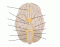 Cranial Nerves on Brain