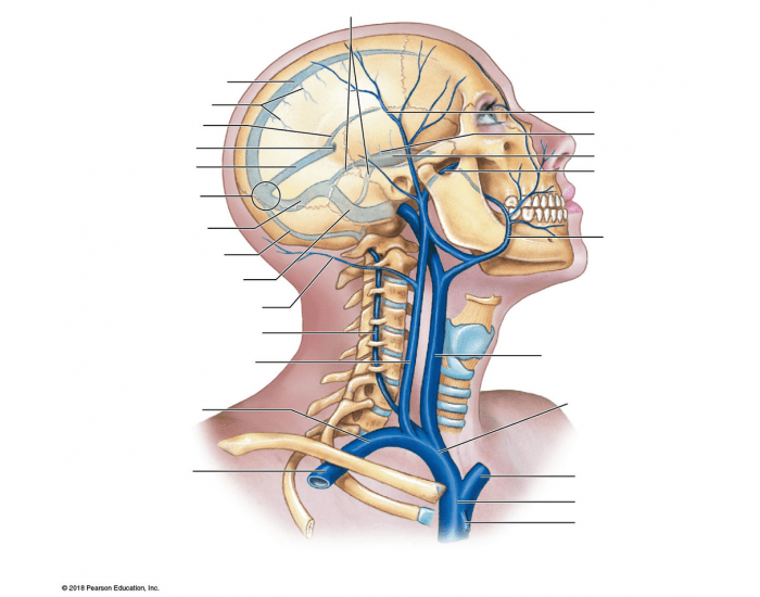 venous drainage of ab and chest Quiz