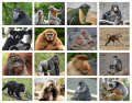 Apes & Monkeys Quiz